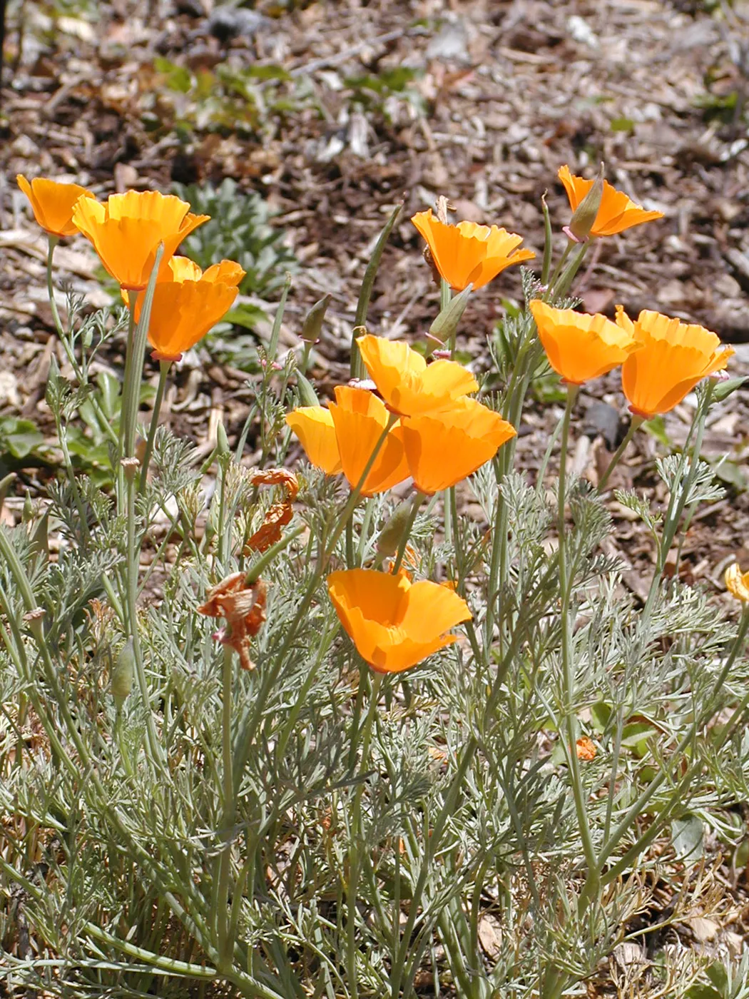 poppies, SBBG