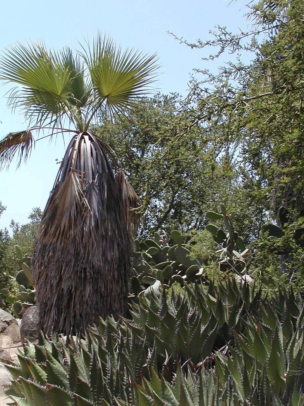 fan palm and Agave (Century Plant) in the Desert Section, SBBG