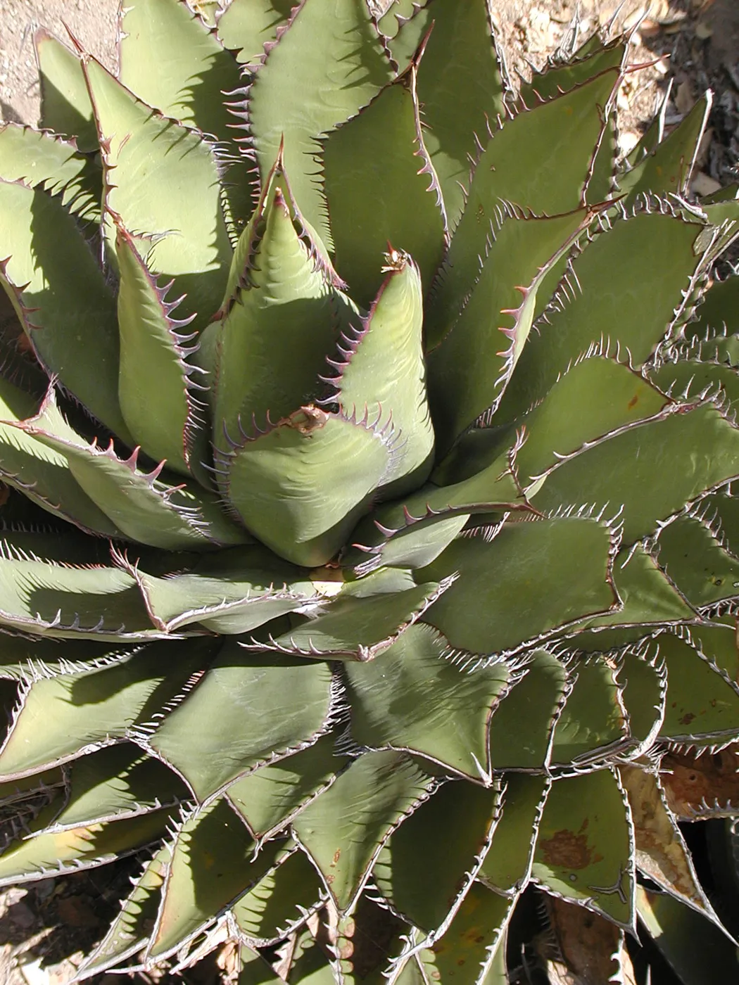 Agave (Century Plant), SBBG