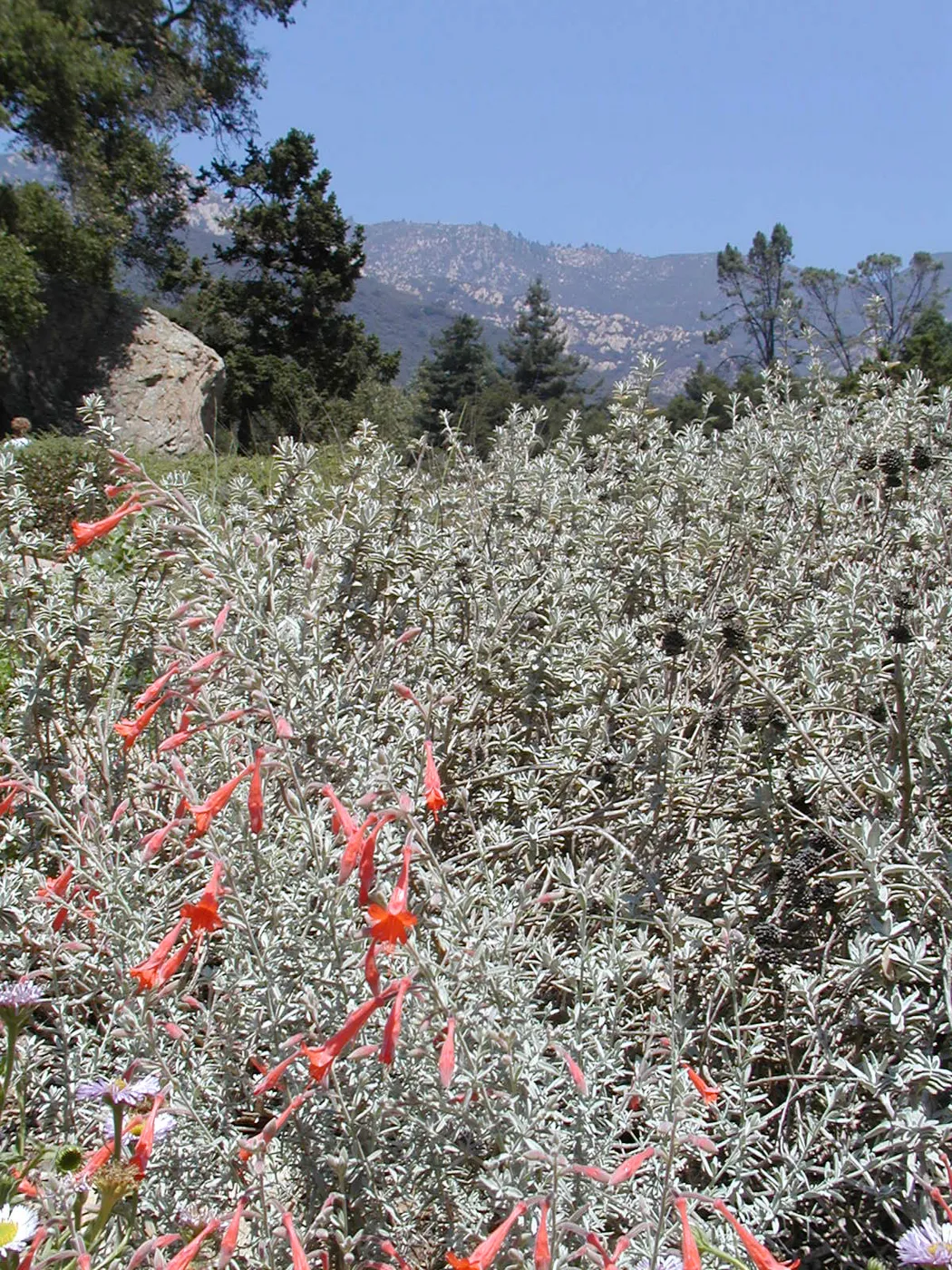 Meadow, SBBG