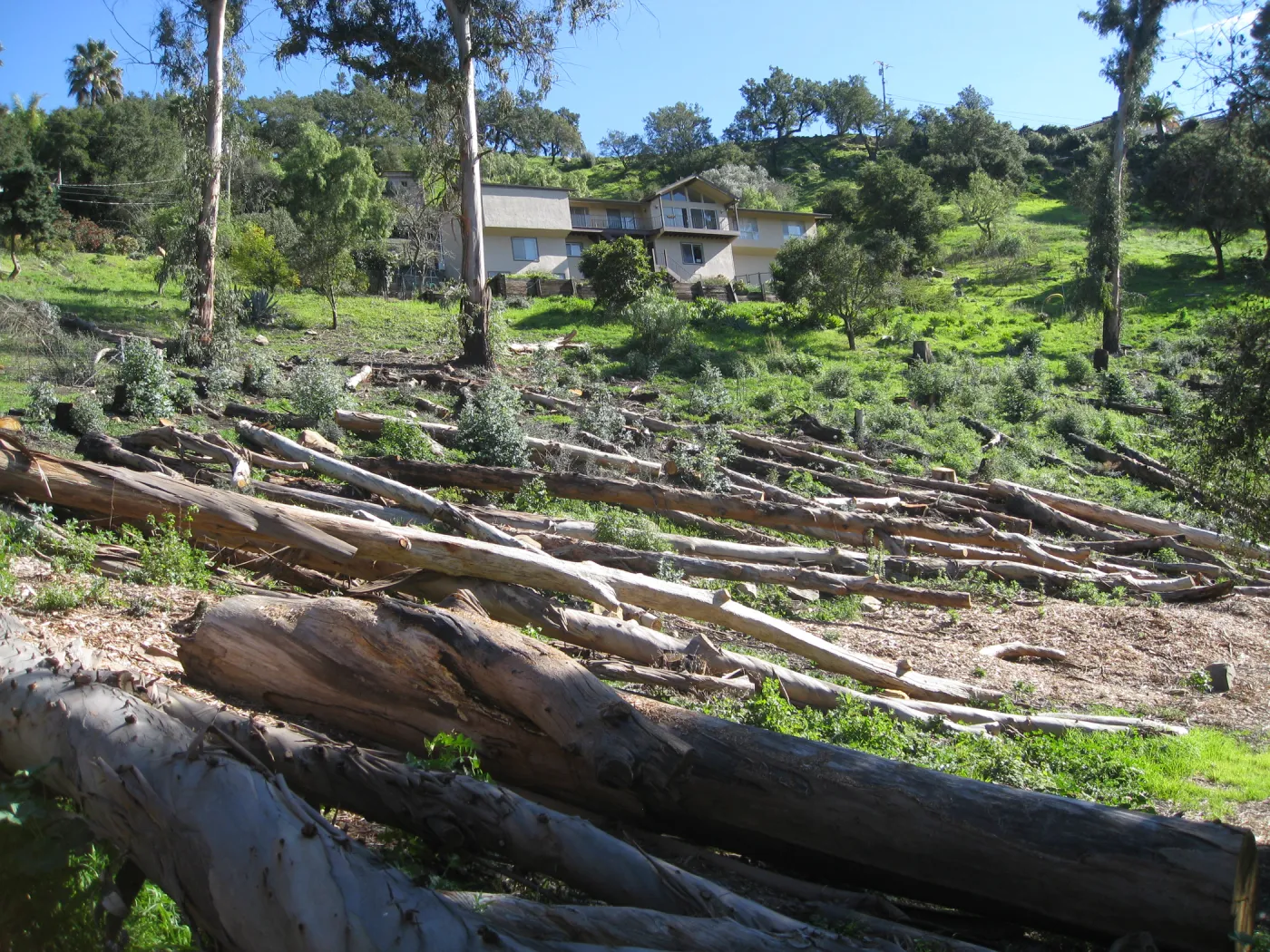 Eucalyptus removal at the Van Schaick property