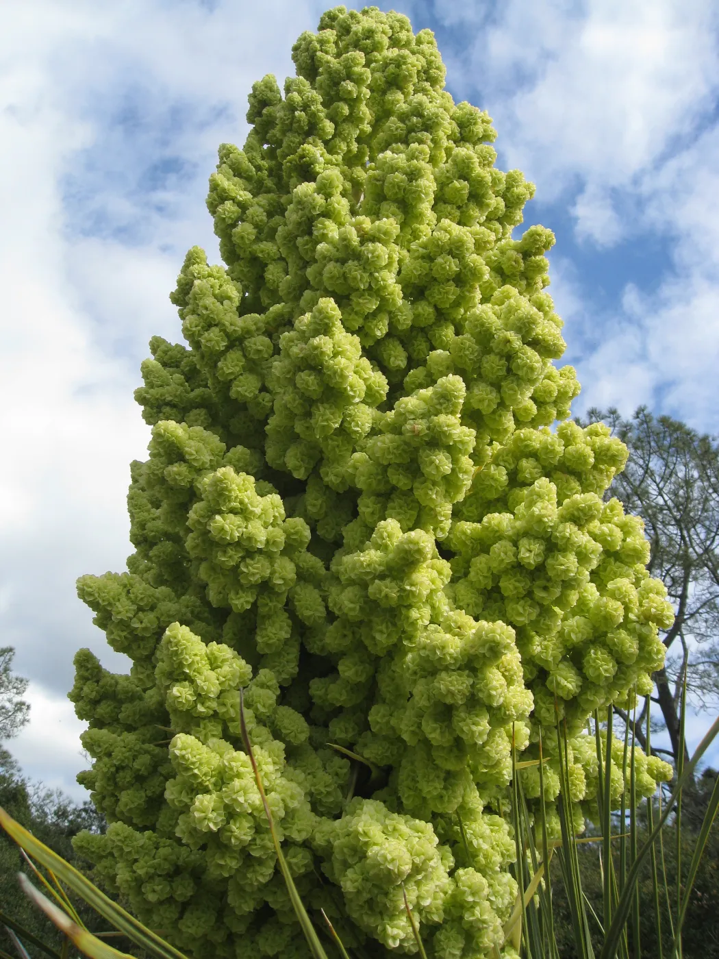 Nolina parryi in flower in the Desert section