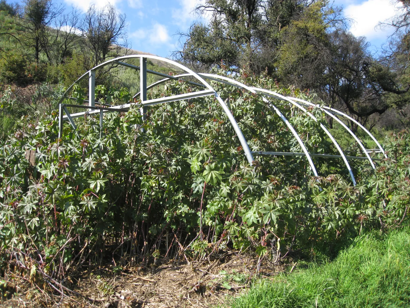 Greenhouse frame at the Cavalli property filled with castor bean