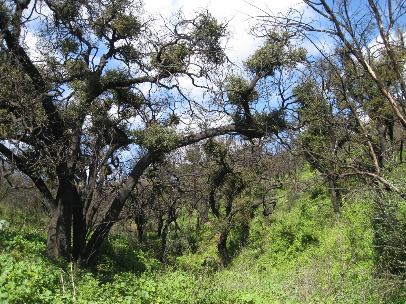 Fire damage to live oaks in drainage east side of Cavalli ridge