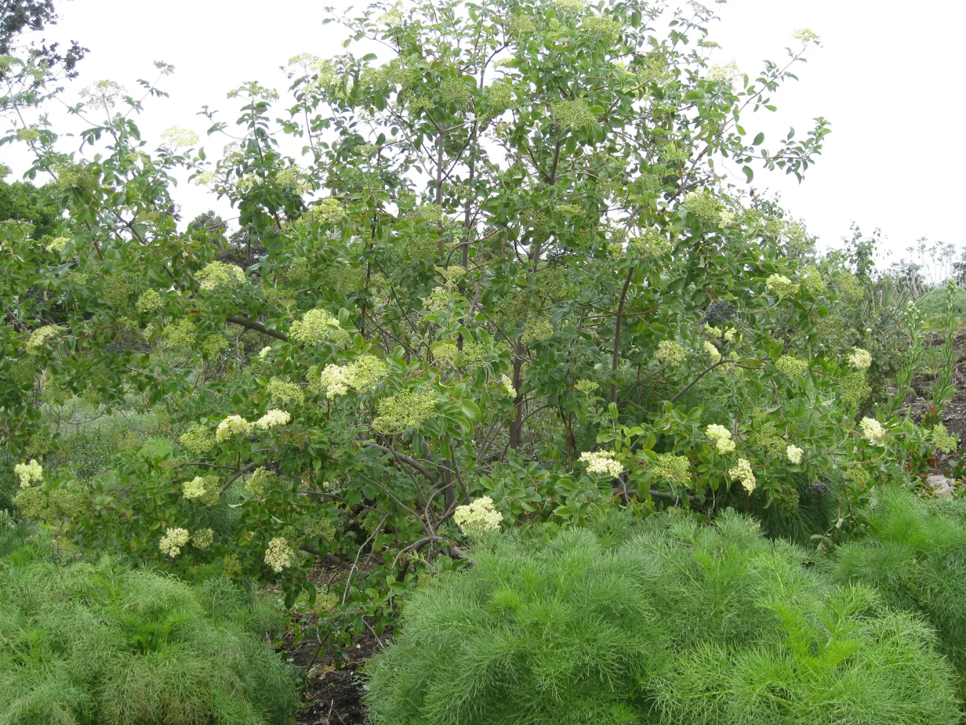 Elderberry on Porter Trail