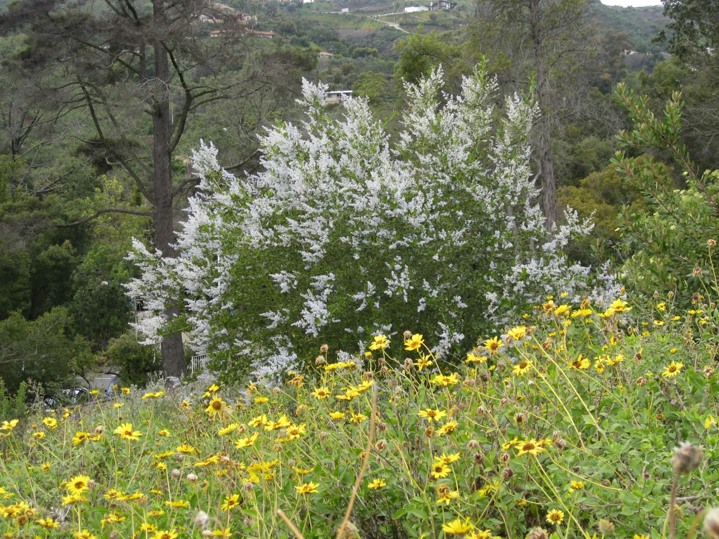 Ceanothus spinosus, Encelia californica in Cypress Section