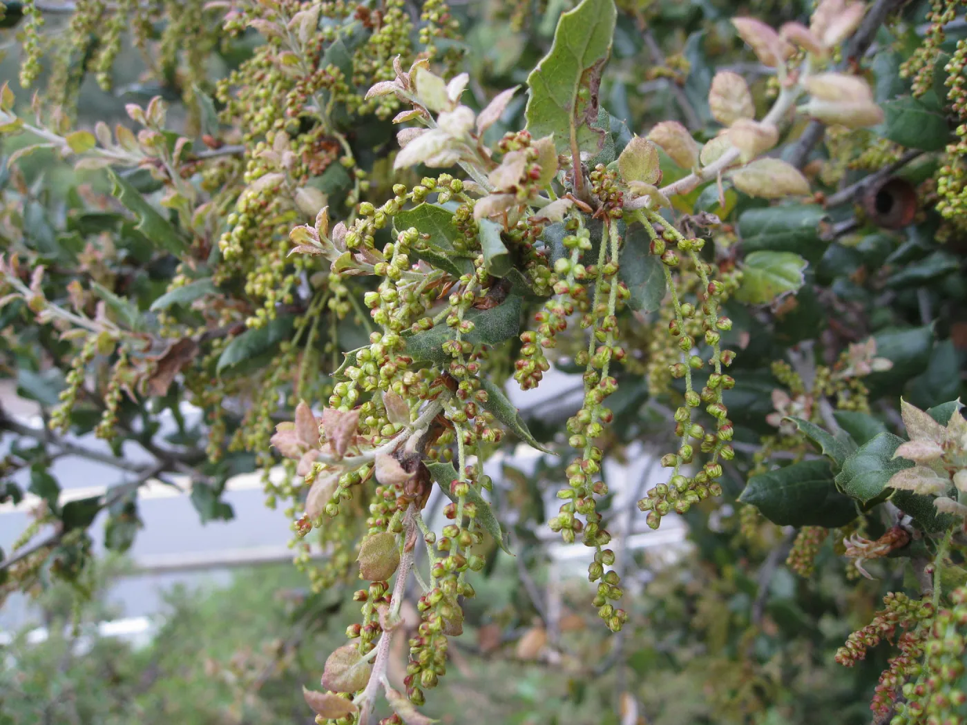 New growth on live oak