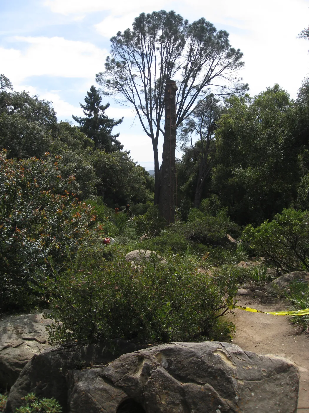 Removal of bigcone spruce in the Manzanita Section