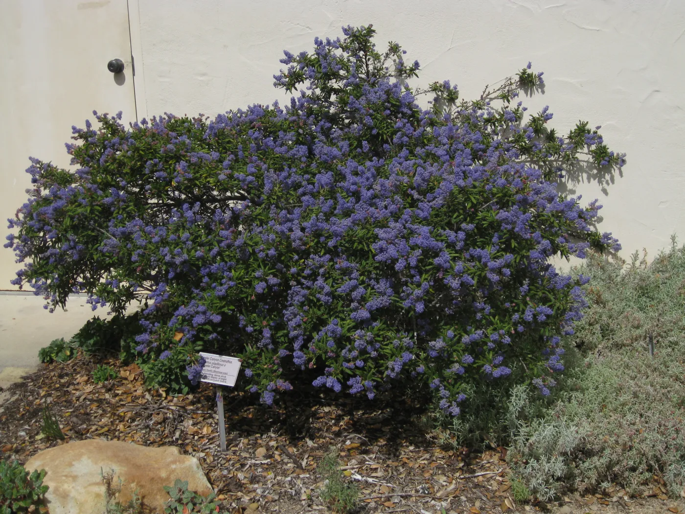 Ceanothus cv Wheeler Canyon on south side of herbarium building