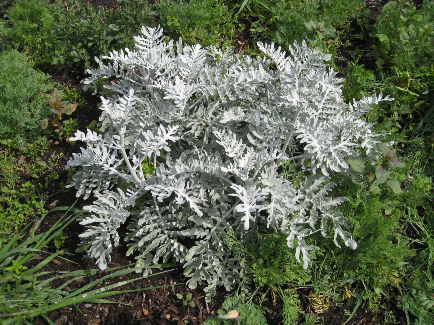 Eriophyllum nevinii at the Tunnel Triangle