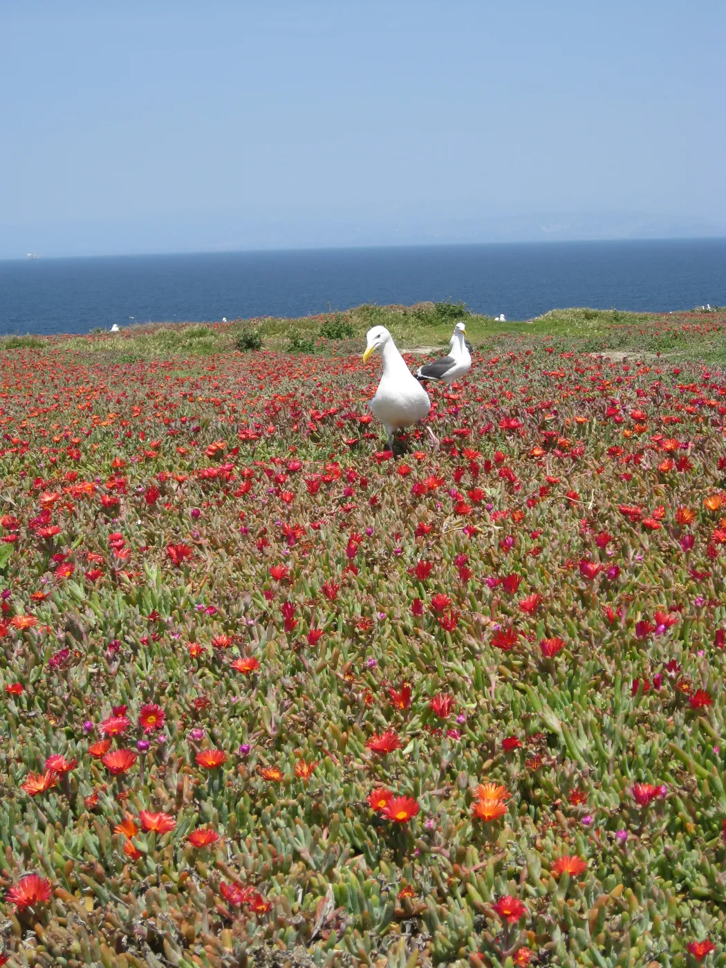 Anacapa Island, western gulls setting up territories on Carpobrotus