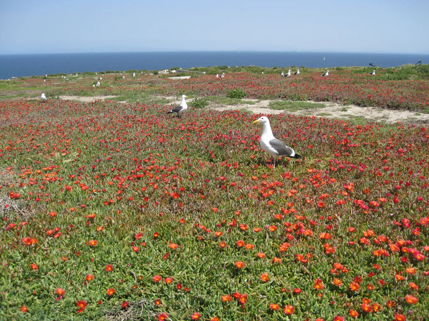 Anacapa Island, western gulls setting up territories on Carpobrotus