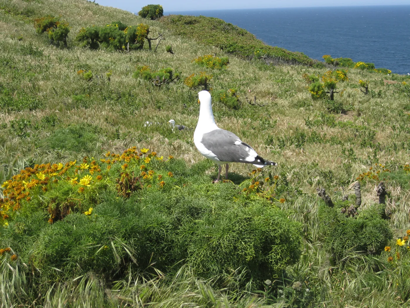 Anacapa Island, western gull setting up territory on Coreopsis gigantea