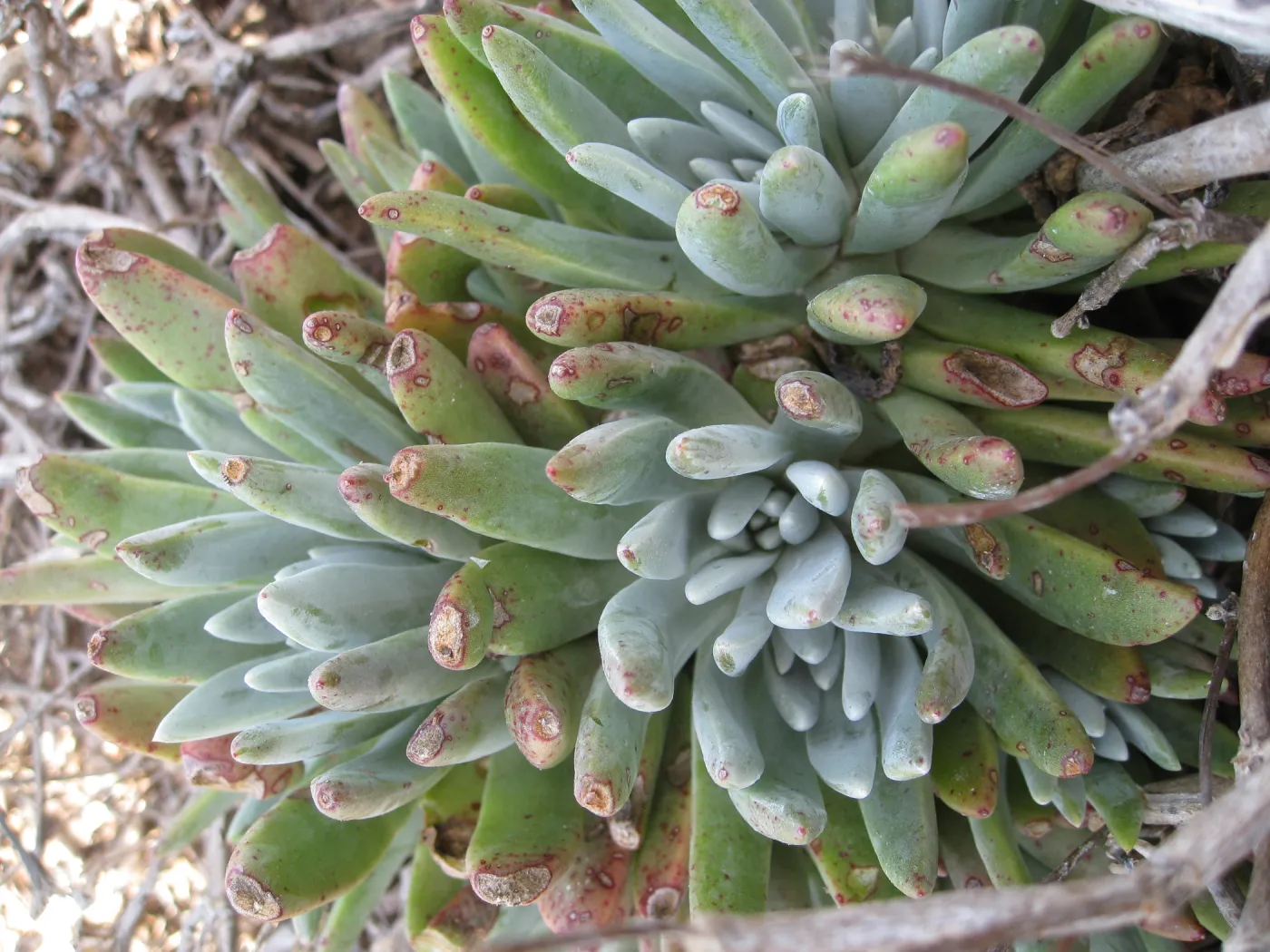 Anacapa Island, Dudleya caespitosa