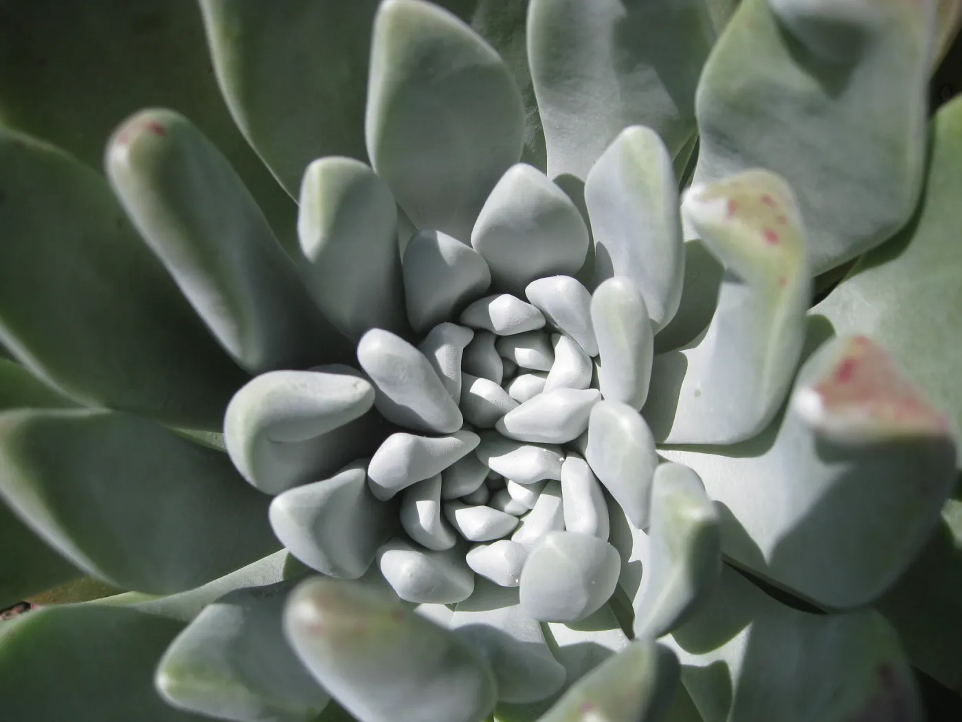Anacapa Island, Dudleya caespitosa