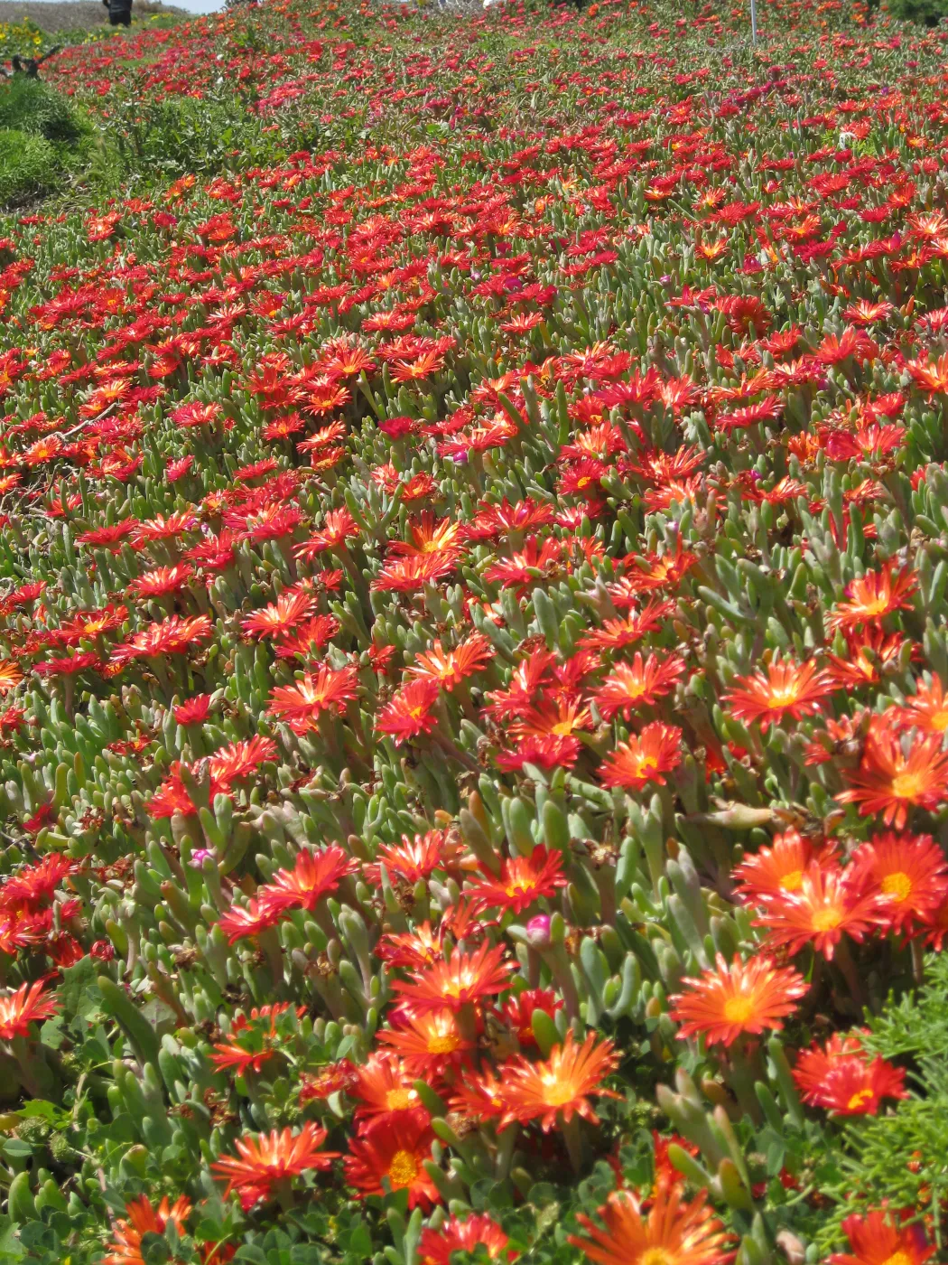 Anacapa Island, Carpobrotus
