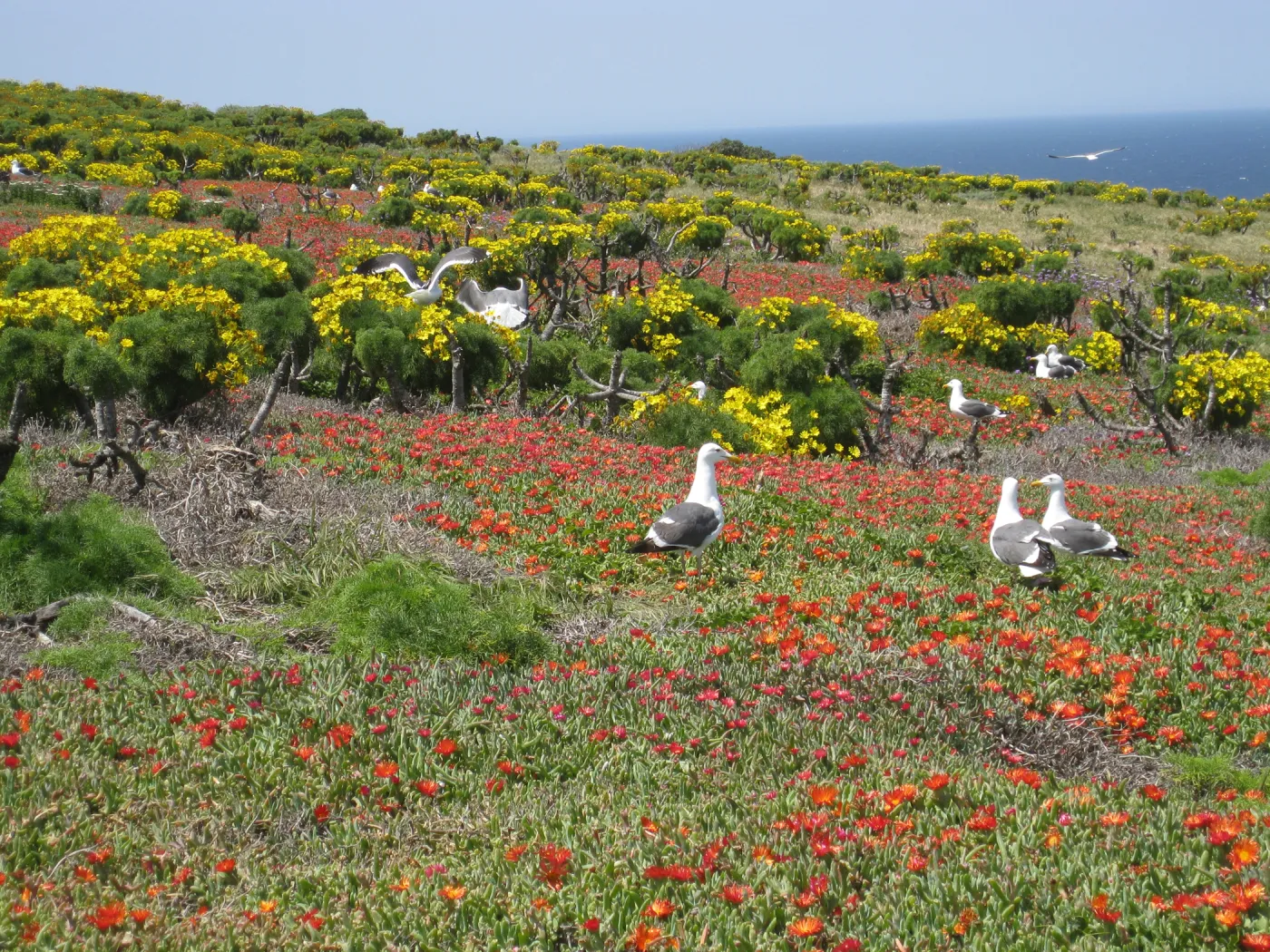 Anacapa Island, Coreopsis gigantea, Carpobrotus, Western Gulls