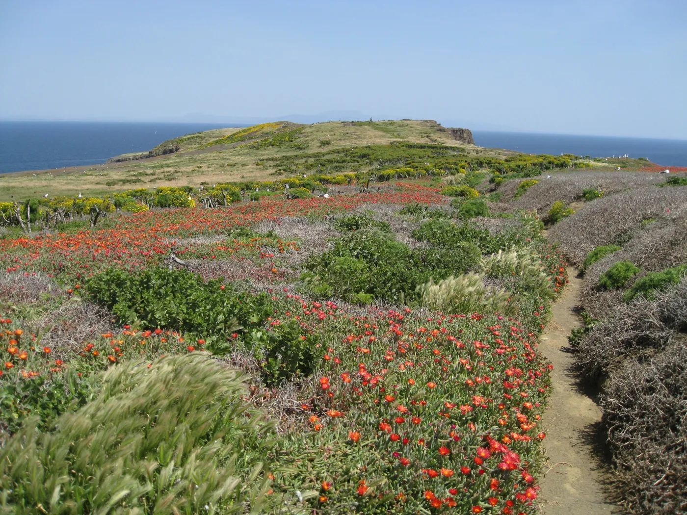 Anacapa Island, showing effects of eforts to control Carpobrotus