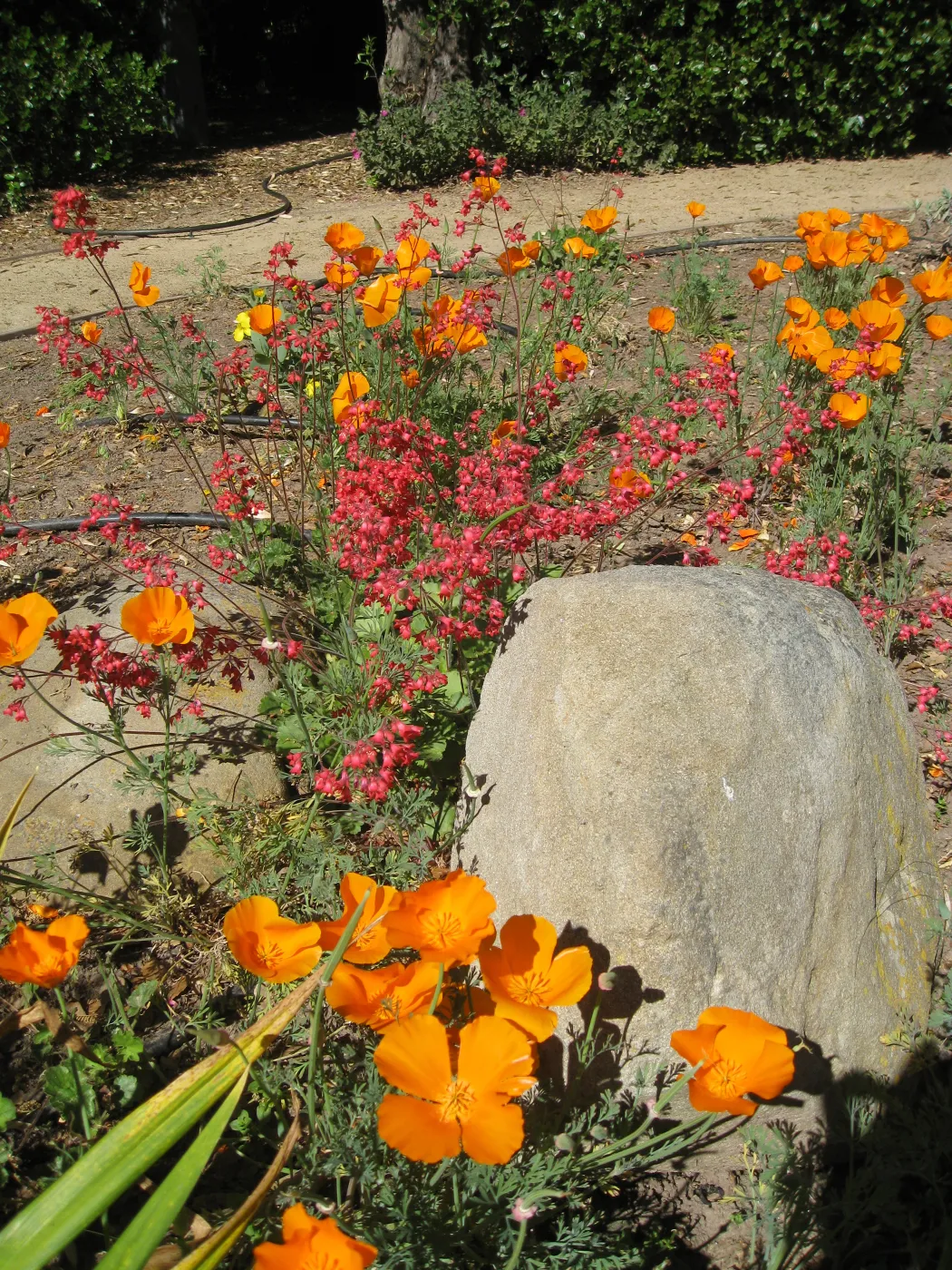 Kolstad Garden, California poppy, Heuchera