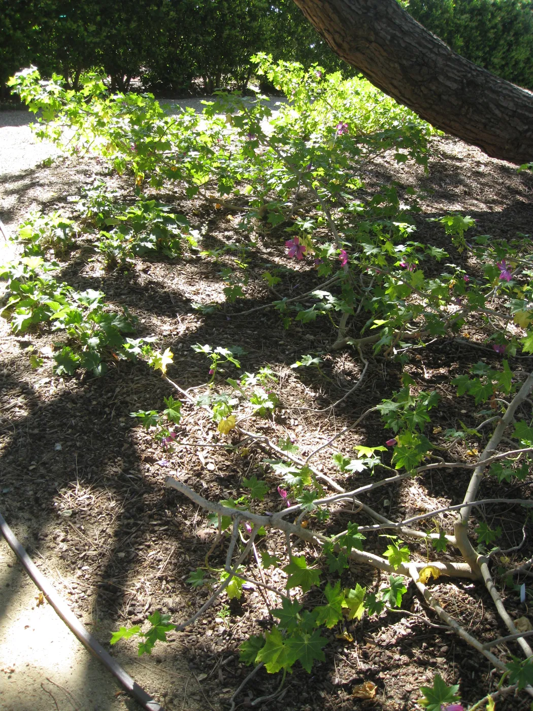 Kolstad Garden, Lavatera assurgentiflora