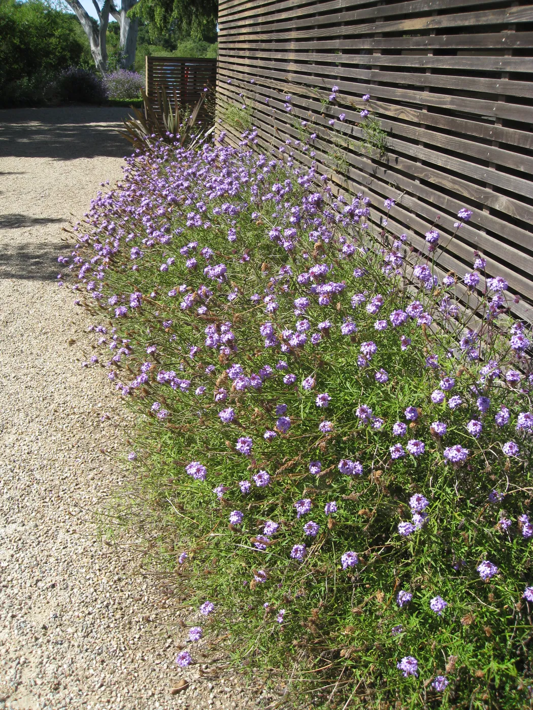 Kolstad Garden, Verbena de la Mina