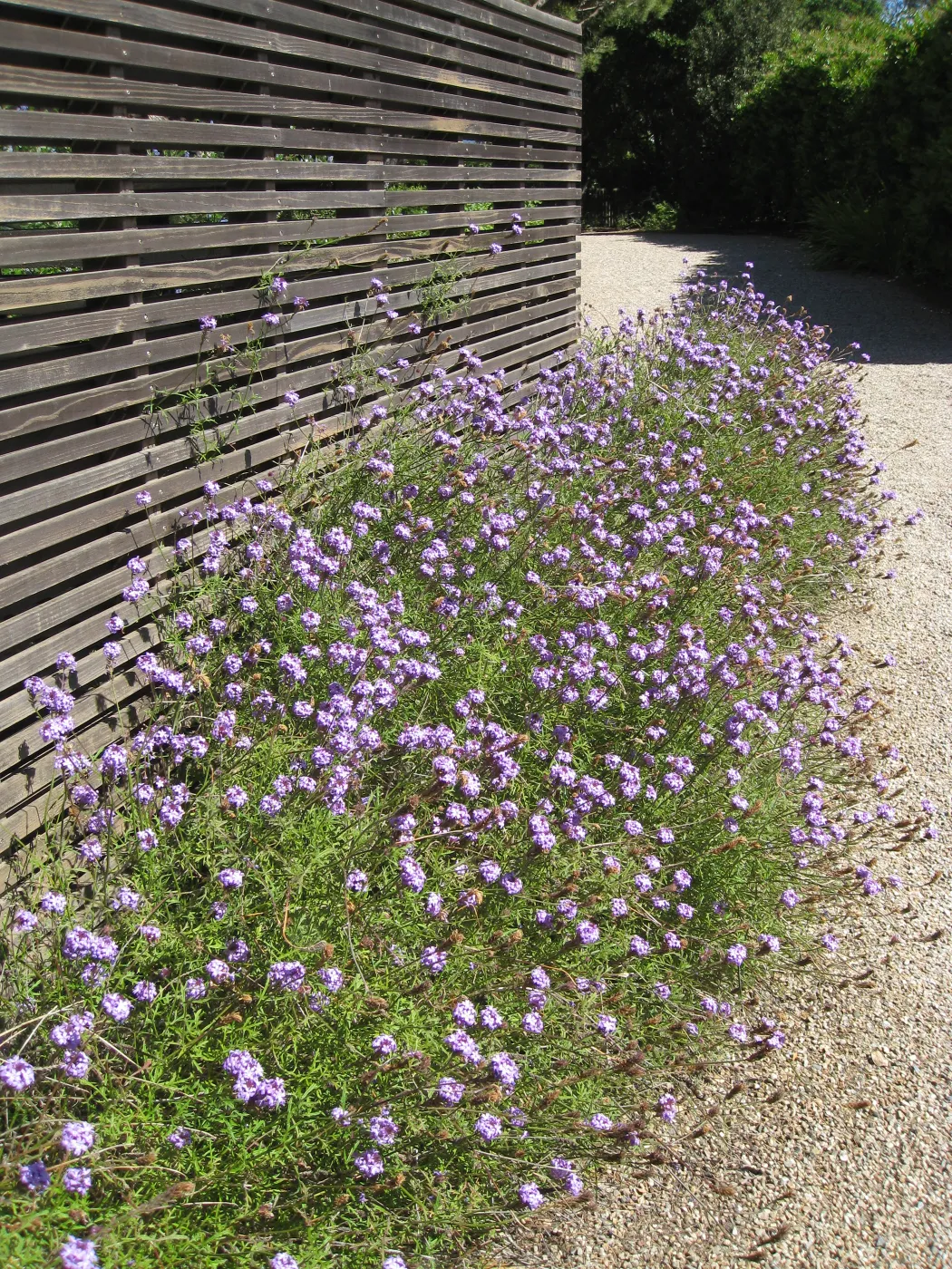 Kolstad Garden, Verbena de la Mina