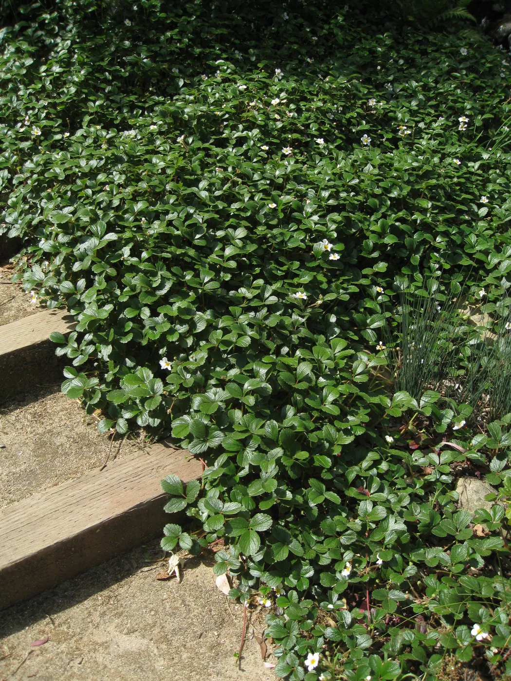 Kolstad Garden, Fragaria chiloensis