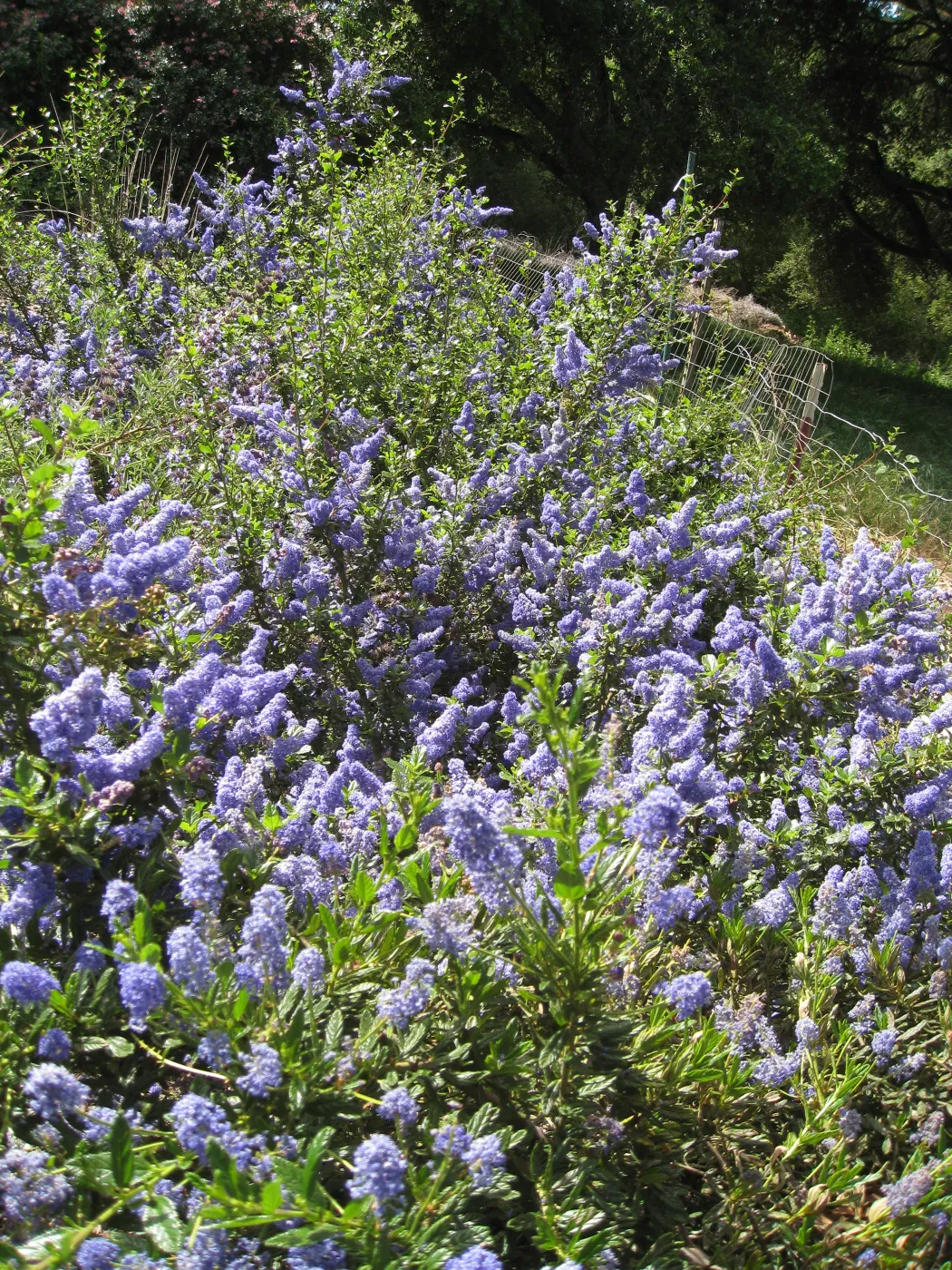 Kolstad Garden (California Lilac)