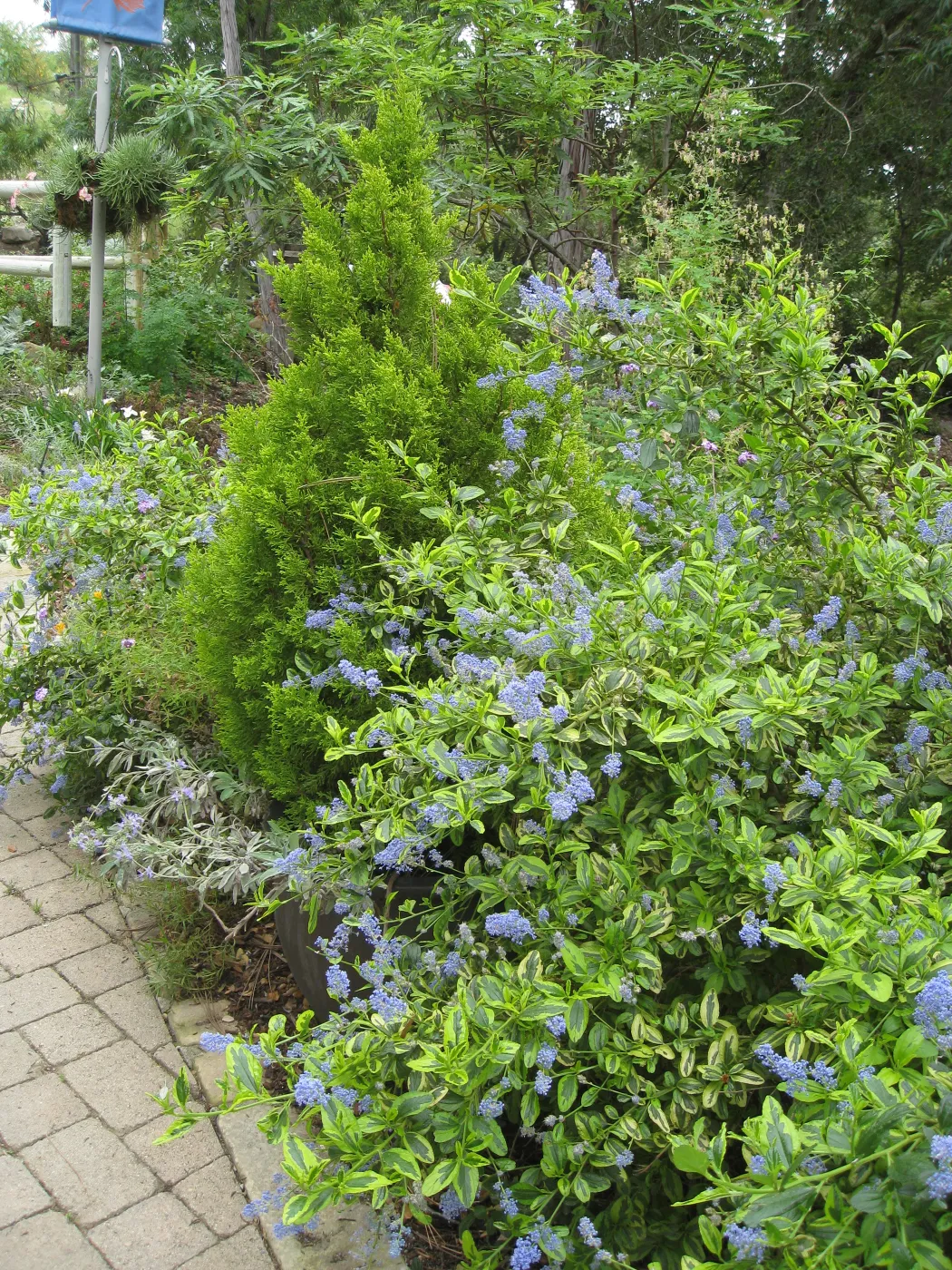 Ceanothus cv. El Dorado at Garden entrance
