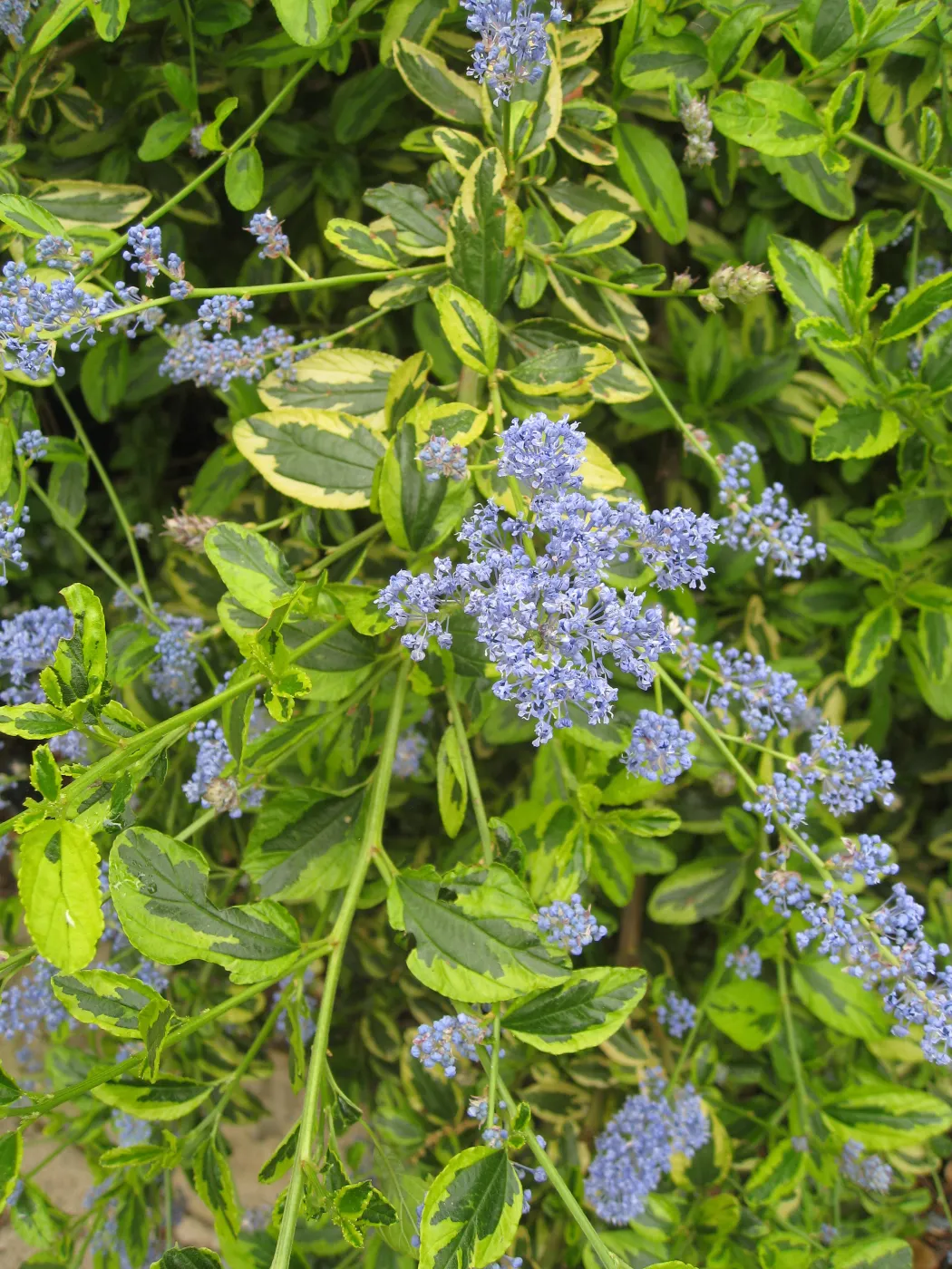 Ceanothus cv. El Dorado at Garden entrance