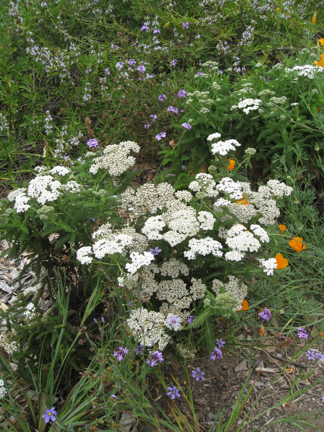 Achillea millefolium