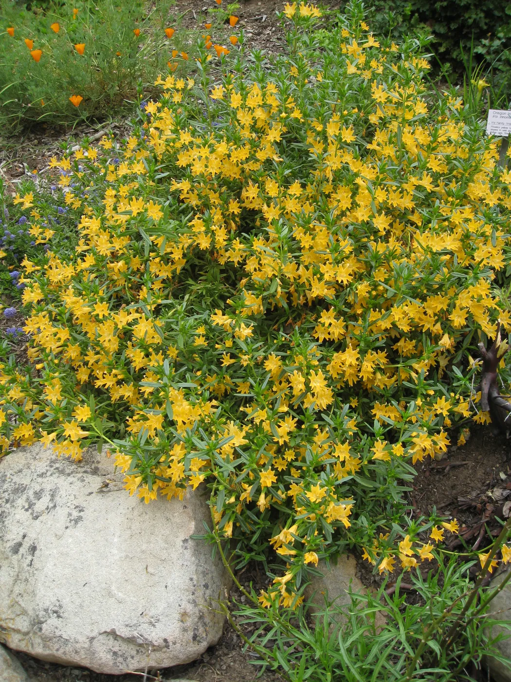 Mimulus bifidus, 99-118, along parking lot bank