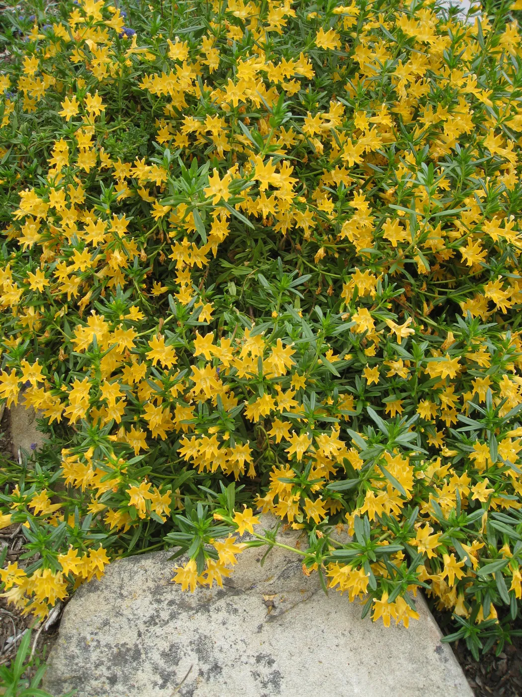 Mimulus bifidus, 99-118, along parking lot bank