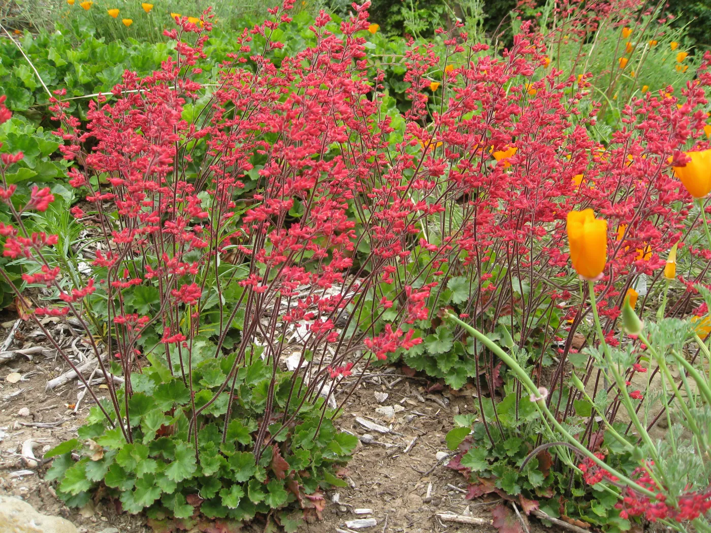 Heuchera cv. Canyon Belle along parking lot bank