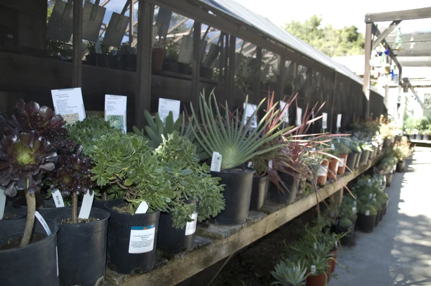 succulents, Garden Growers Nursery, SBBG Fall Plant Sale, 2010