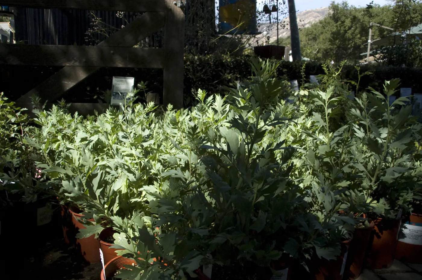 Matilija poppy plants, SBBG Fall Plant Sale, 2010
