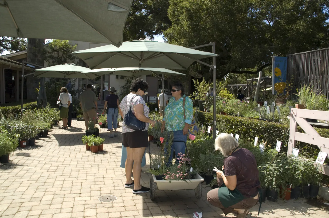 Courtyard, SBBG Fall Plant Sale, 2010