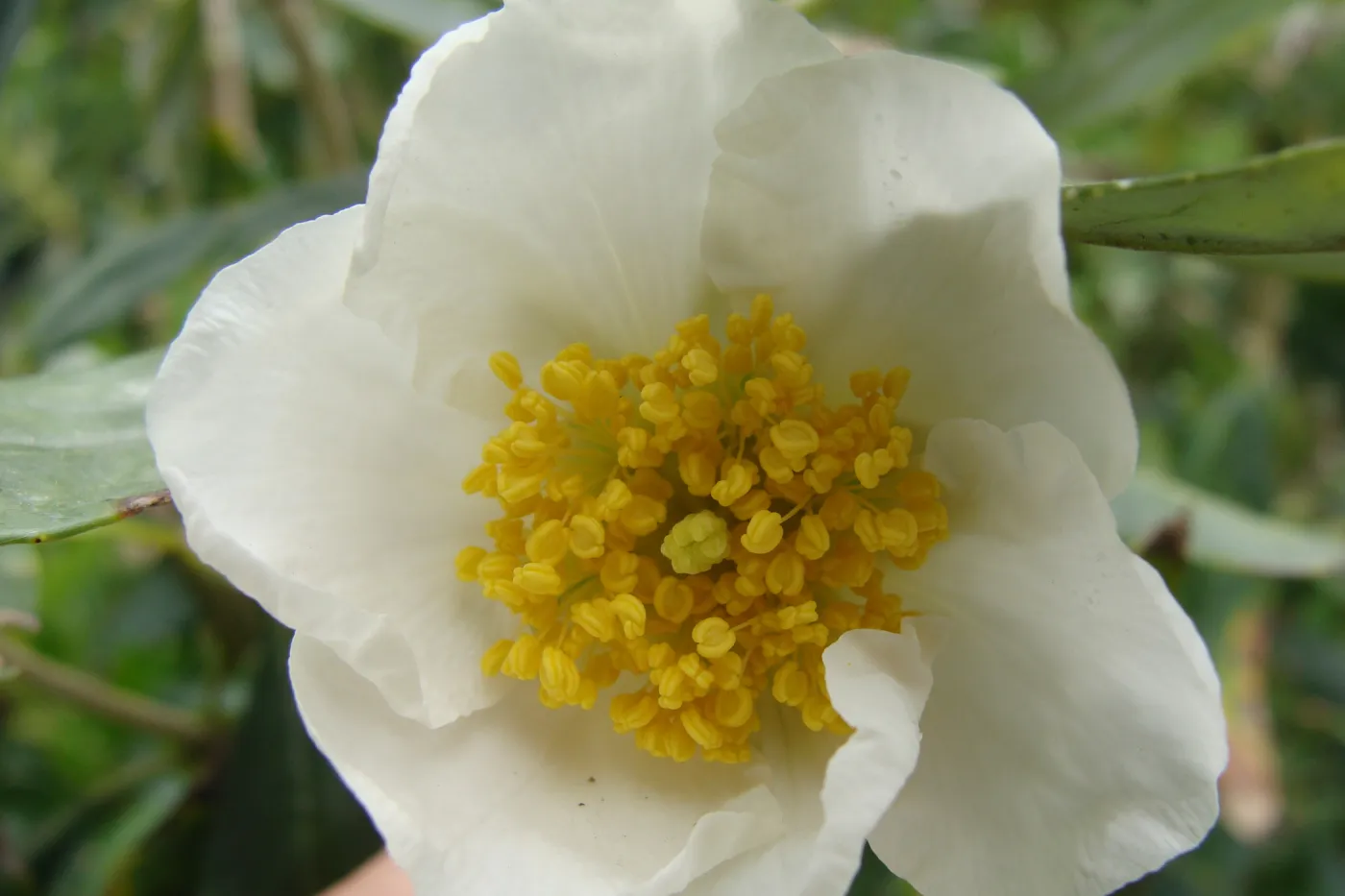 Carpenteria californica flower, Conservation Display Garden, SBBG