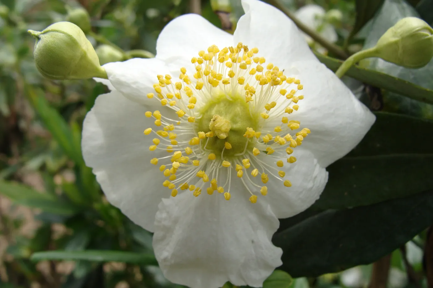 Carpenteria californica flower, Conservation Display Garden, SBBG
