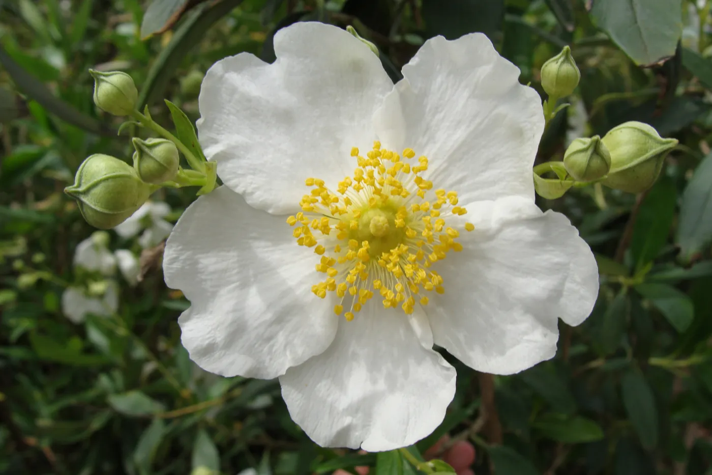 Carpenteria californica flower, Conservation Display Garden, SBBG