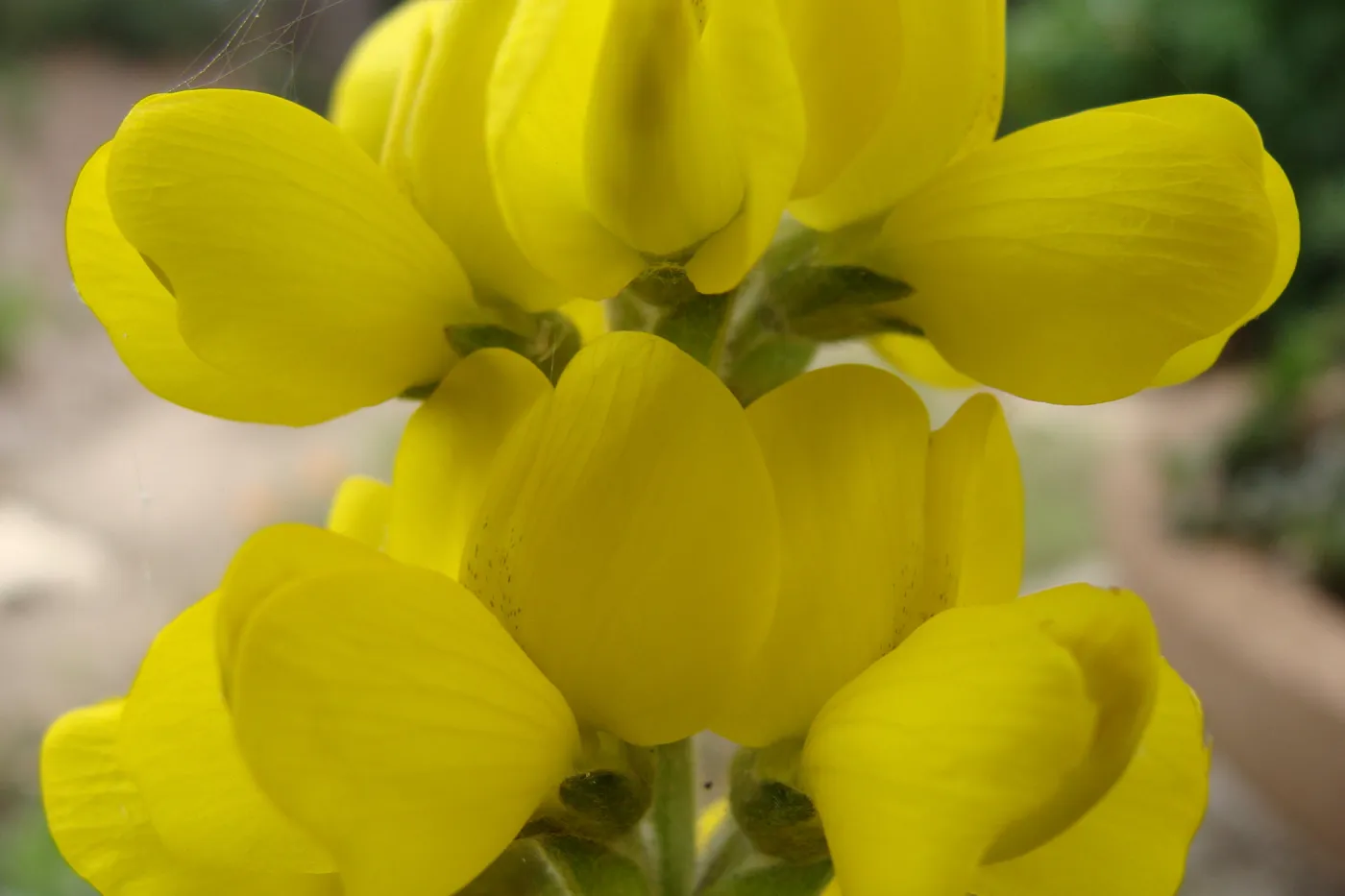 Thermopsis macrophylla flowers, inflorescence, Conservation Display Garden, SBBG