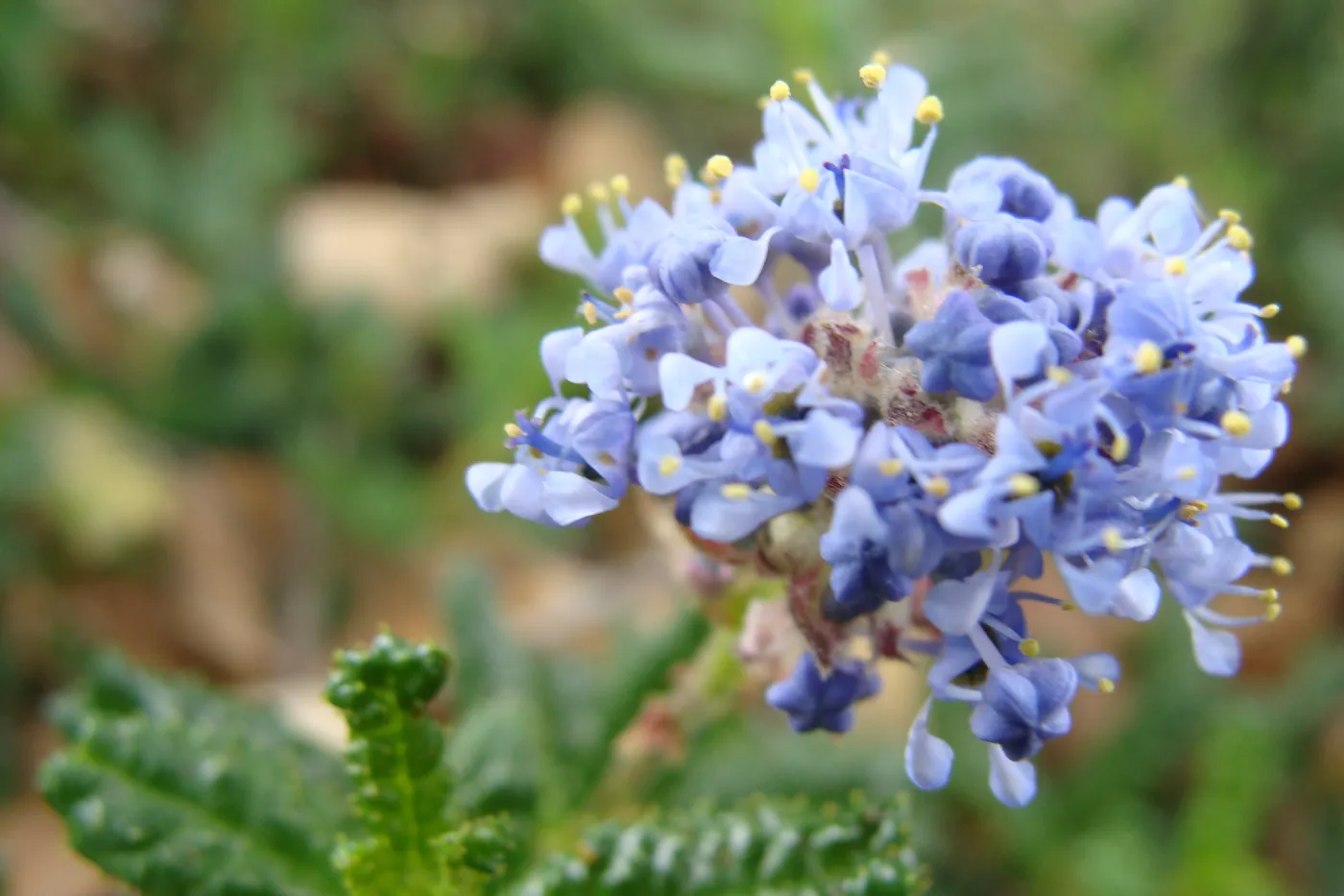 Ceanothus hearstiorum flowers, Conservation Display Garden, SBBG