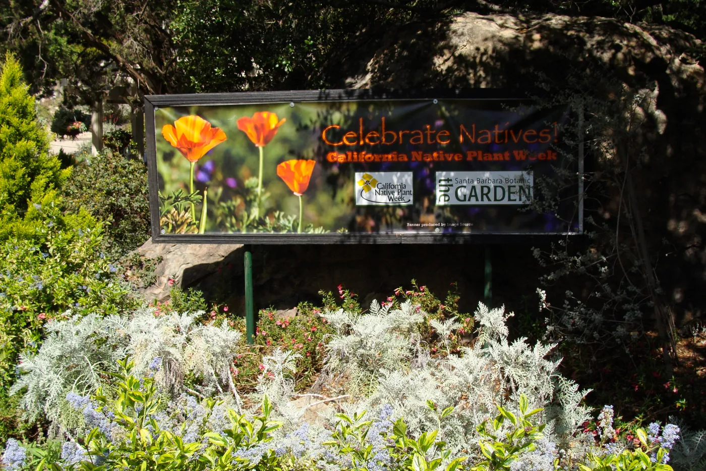 'Celebrate Natives, California Native Plant Week', 2011, banner at Garden Entrance boulders
