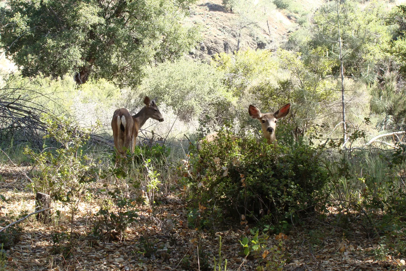 deer, Figueroa Mountain, 2011
