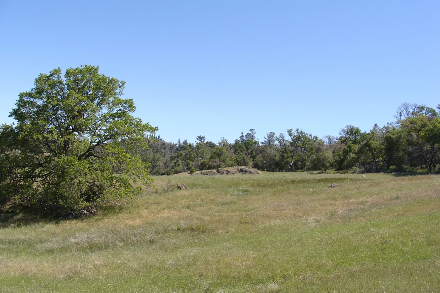 Zigadenus fremontii population, grassy meadow, Figueroa Mountain, 2011
