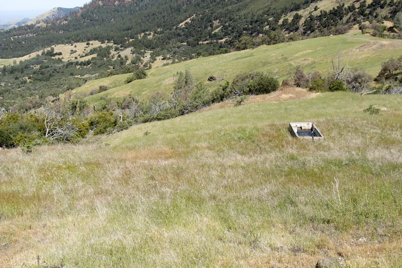 Zigadenus fremontii population, grassy meadow, Figueroa Mountain, 2011