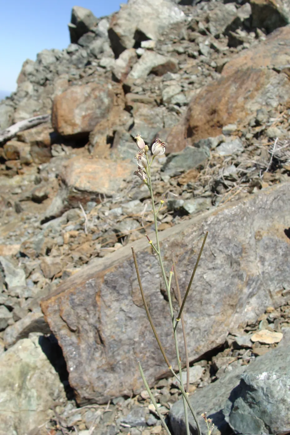 Caulanthus amplexicaulis var. barbarae, Santa Barbara jewelflower, serpentine outcrop, Figueroa Mountain, 2011