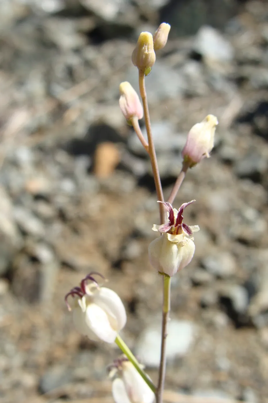 Caulanthus amplexicaulis var. barbarae, Santa Barbara jewelflower, serpentine outcrop, Figueroa Mountain, 2011