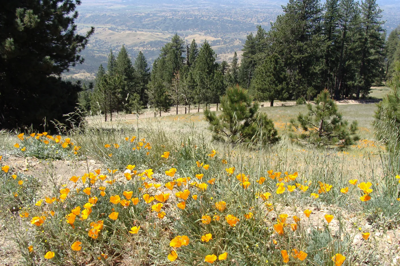poppies, wildflowers, Figueroa Mountain, 2011
