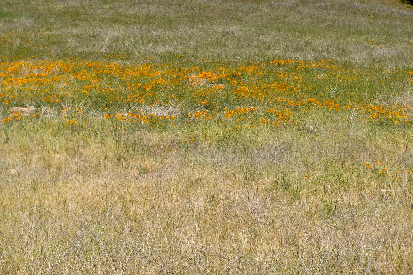 poppies, wildflowers, Figueroa Mountain, 2011